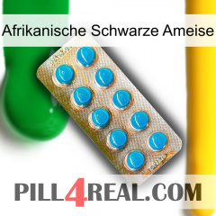 African Black Ant new09